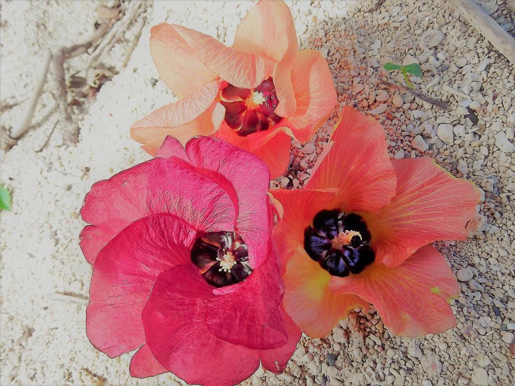 Yoisama Sunrise Beach House Ishigaki  외부 사진